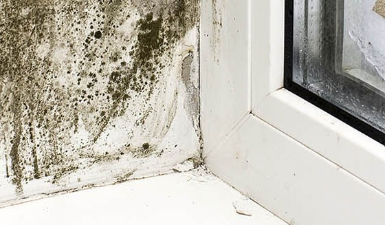 perizia legale muffe e condense napoli